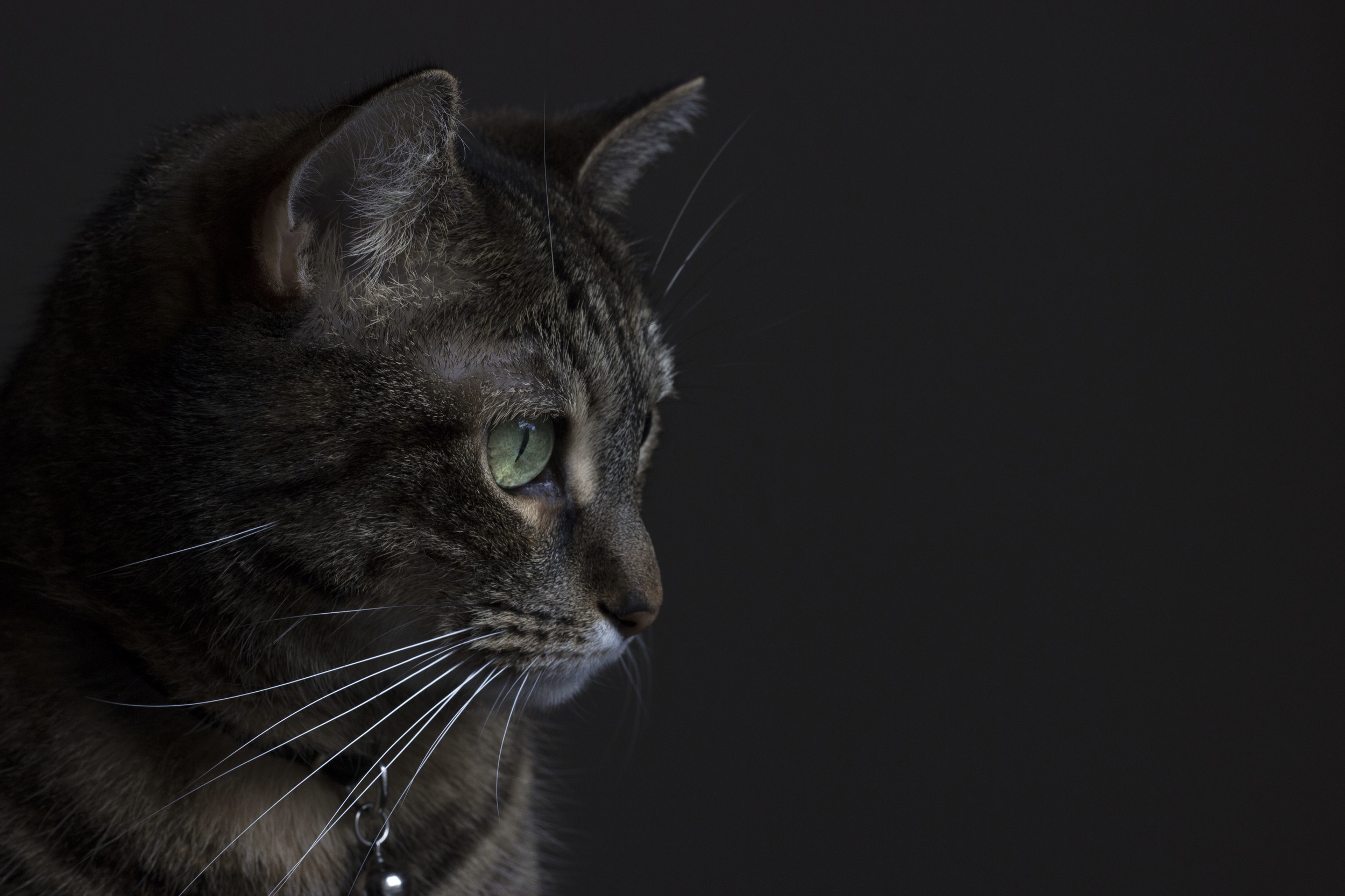 kitty.jpg