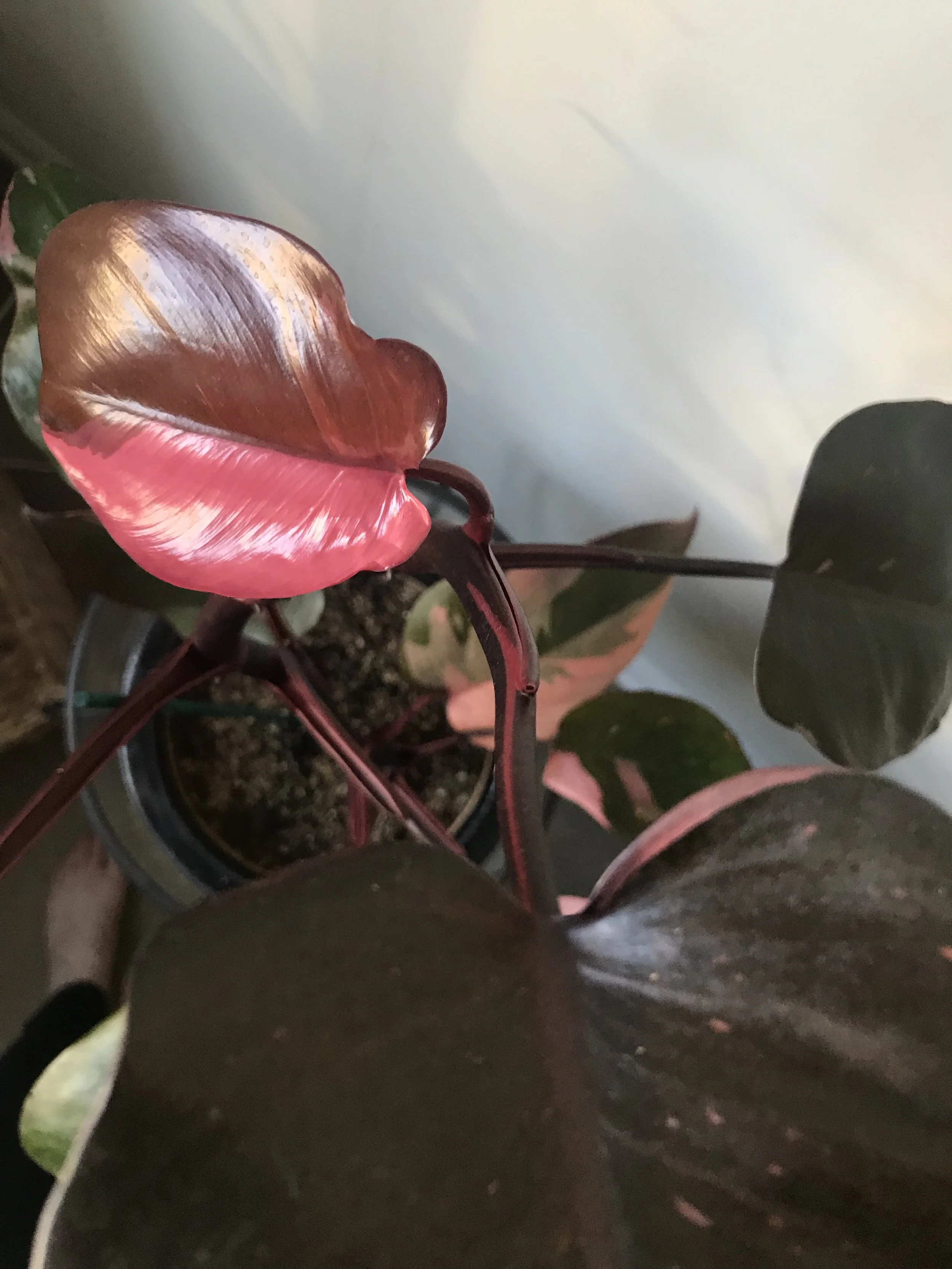 Pink Punk Philodendron - PPP
