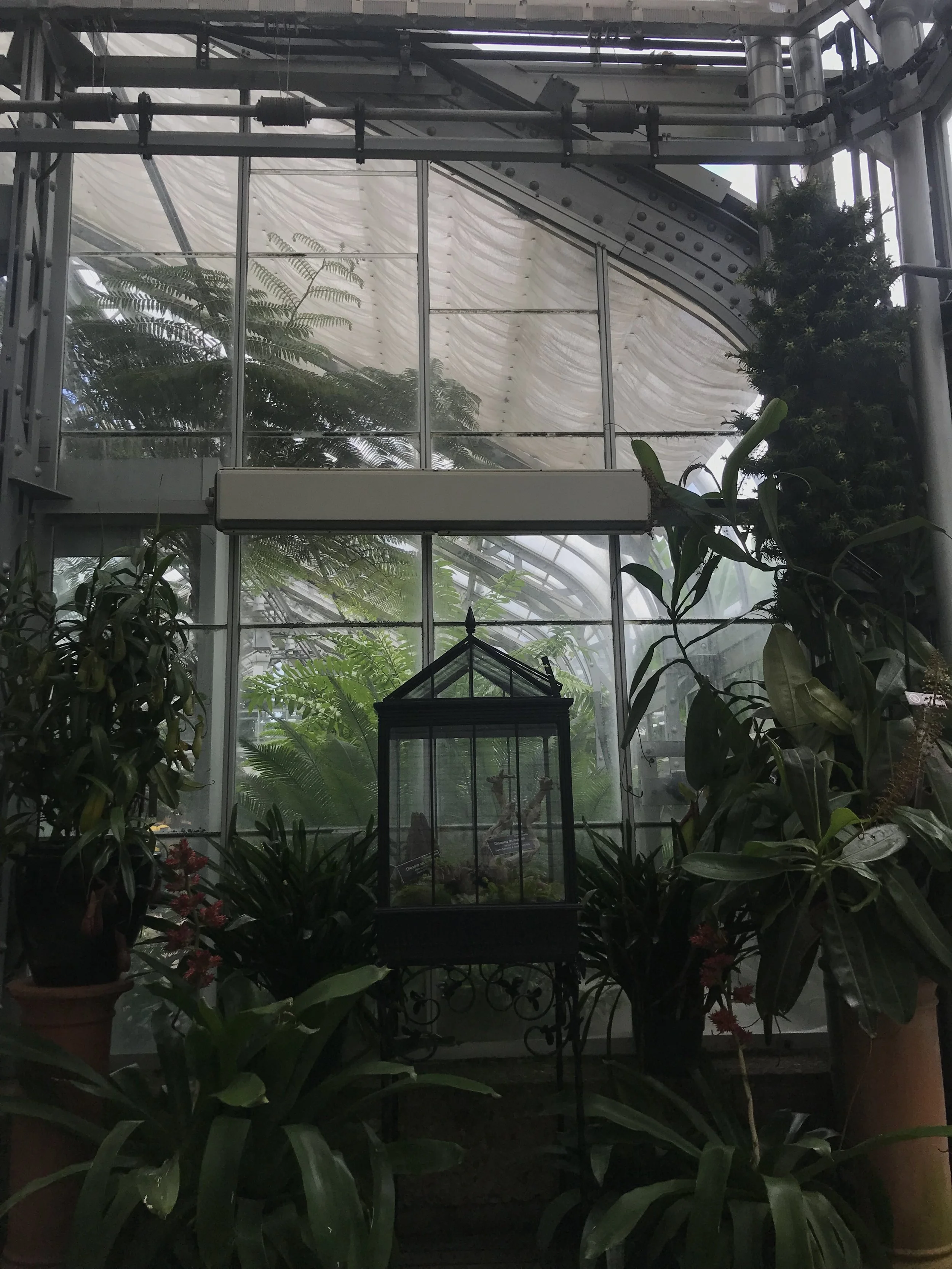 inconspicuously tucked in a corner lie the carnivorous plants