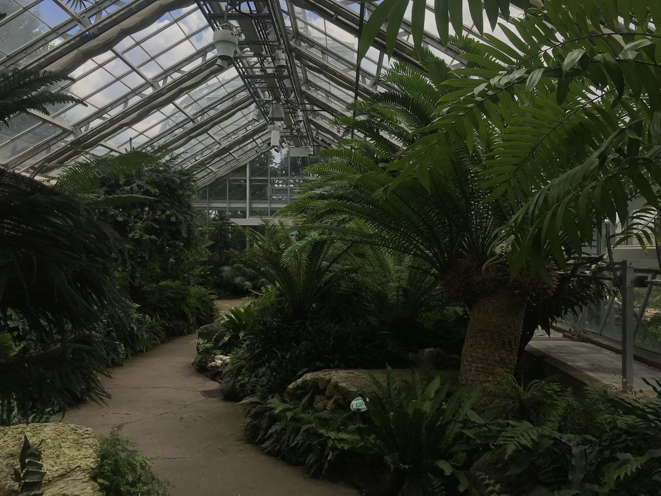 For everybody that is a serial fern killer, sit in the Primeval Garden and oogle all the moss and fern that will wither and die in your home.