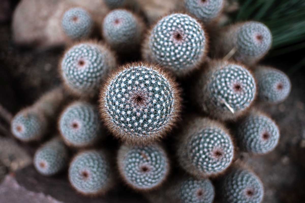 It looks so deceptively fuzzy