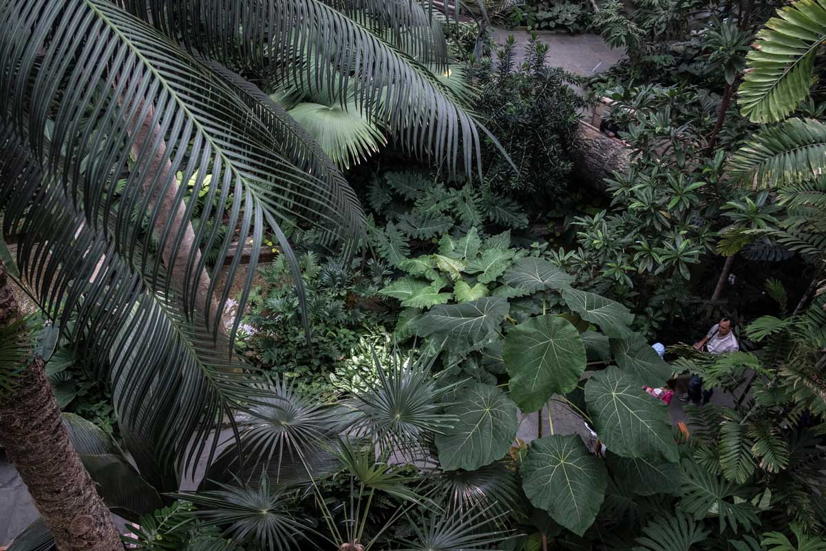 I love how plants are fractal and thus become difficult to interpret scale in photographs. Is this a tiny terrarium or a massive conservatory?