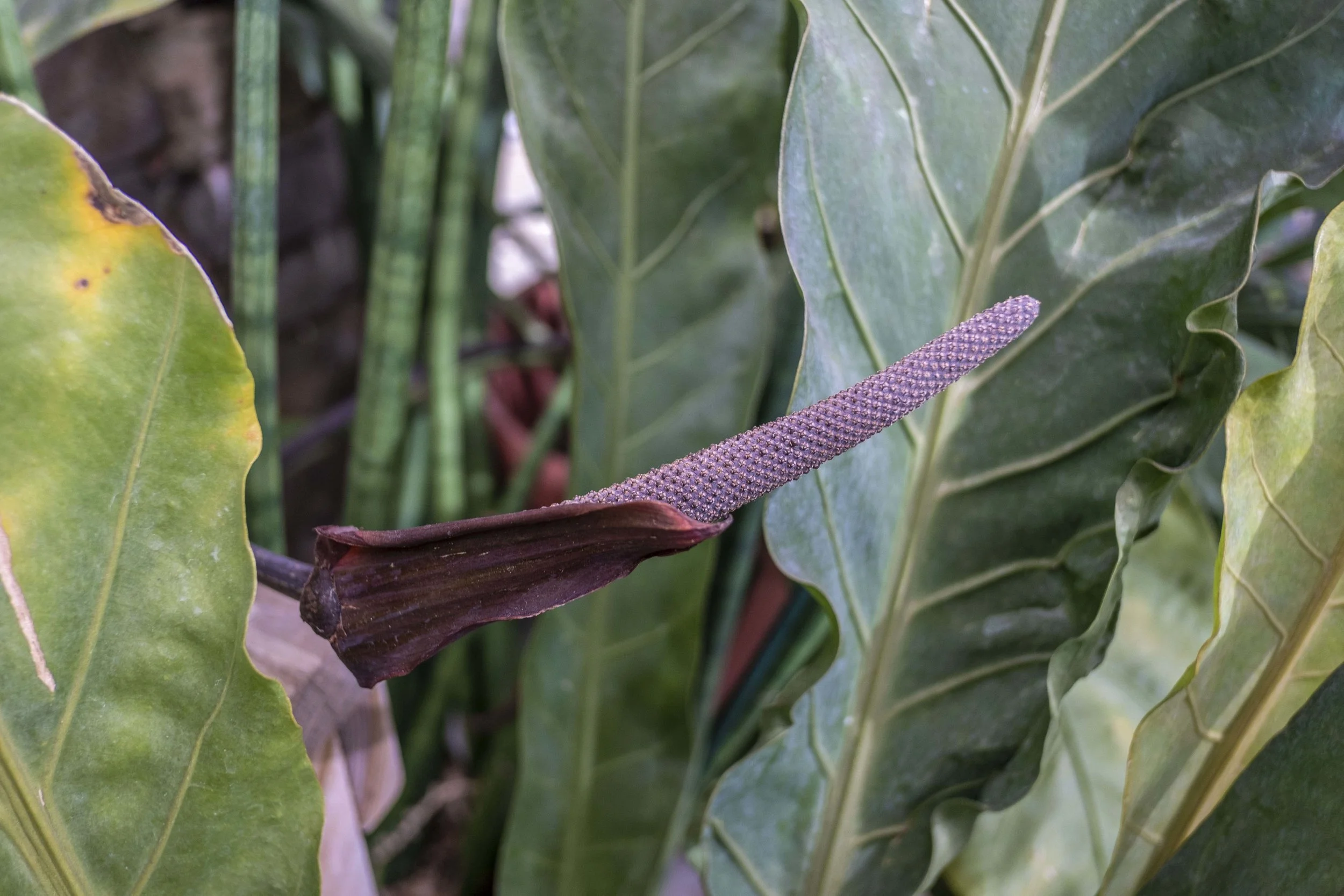 Anthruiums just fascinate me :D