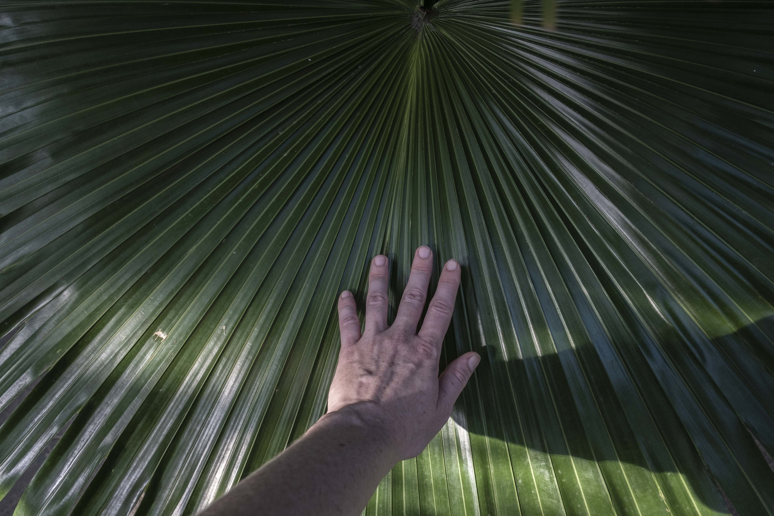 Refuge in the Jungle