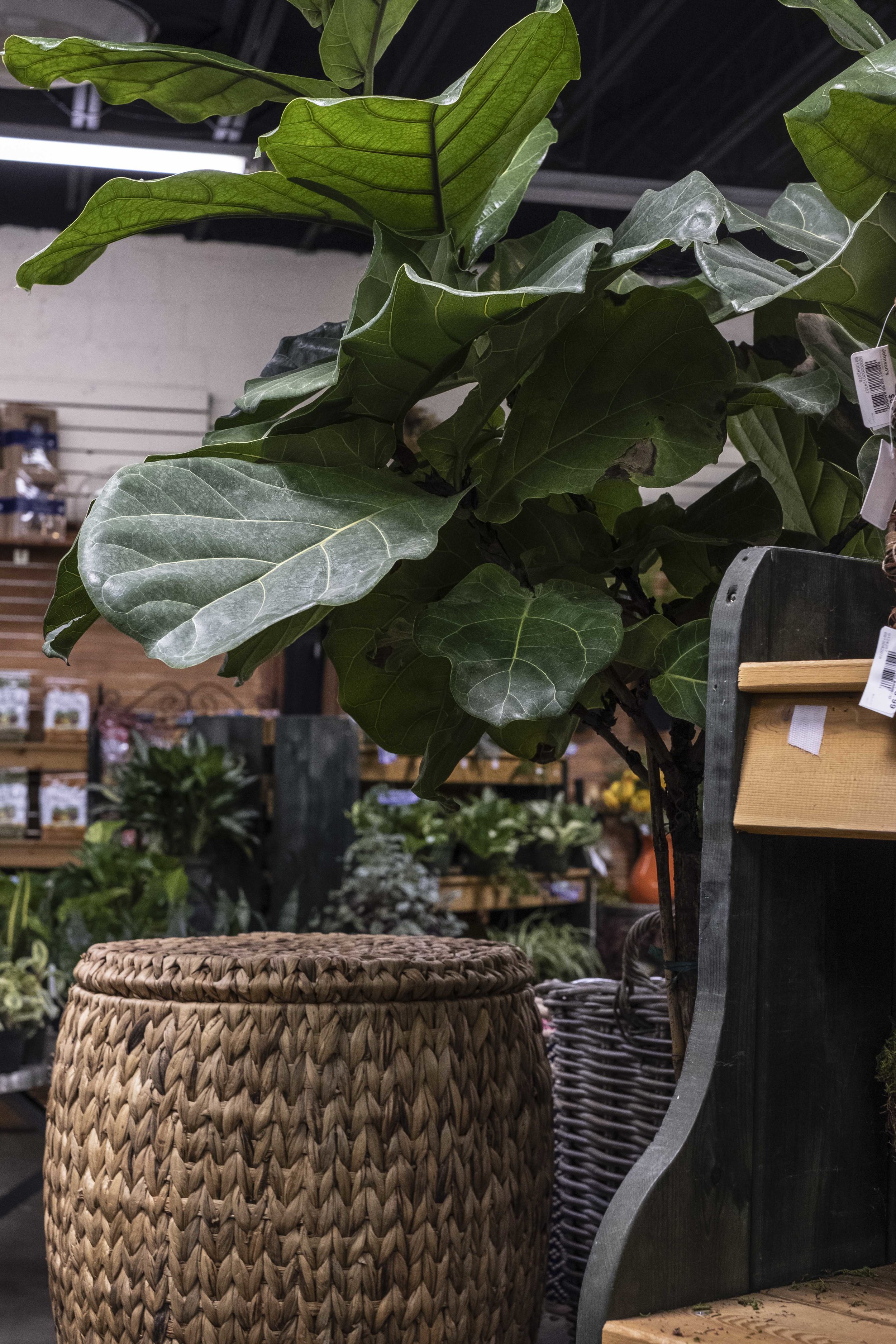 Some beautiful mature FLF for sale as well. Reasonably priced from what I remember.