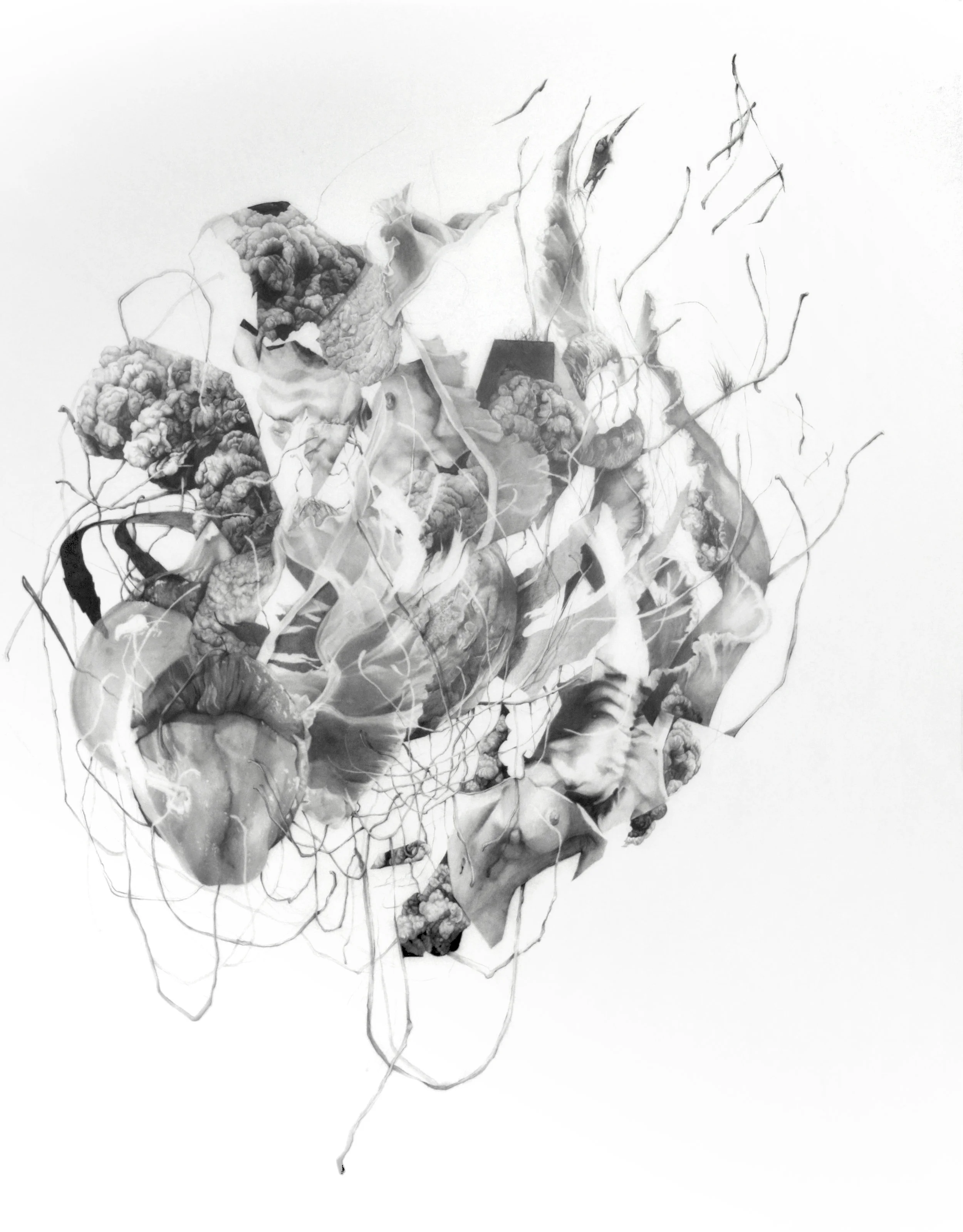 Amalgamation #3, 50” x 39”, Graphite on mylar, 2018
