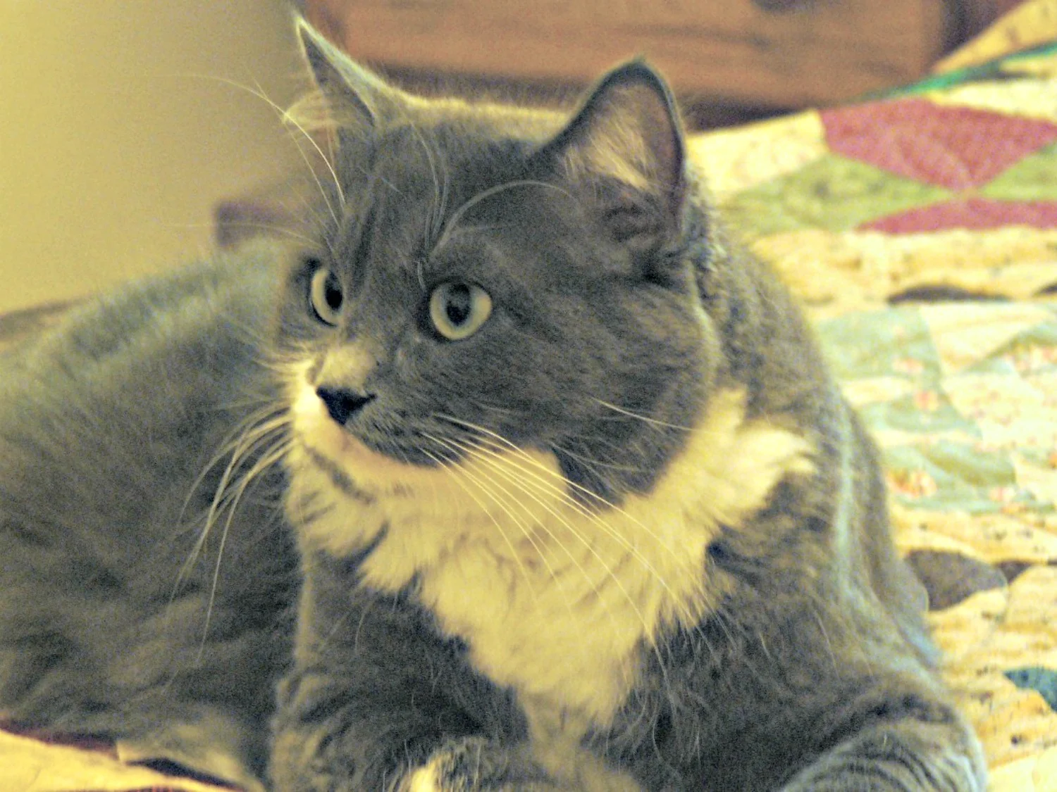 2009 04 Simon on Quilt.jpg