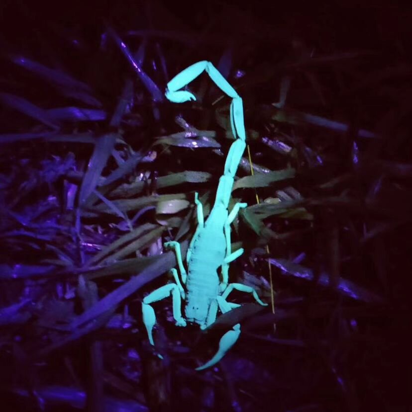 Our border crossing into Belize was smooth. So friendly. Slightly embarrassing as we didn't realise English was the national language until our dodgy Spanish was responded to in 'The Queens'! We dodged fumigation (vehicle sprayed to prevent transit o