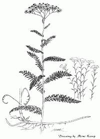 achillea_millefolium.gif