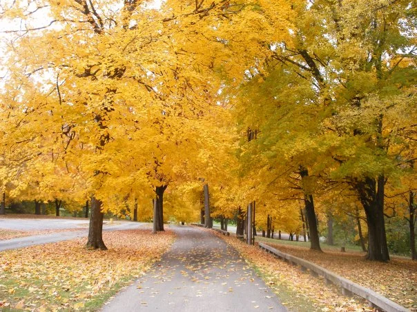 Canton, IL Yoga Classes - 2 weeks in October!