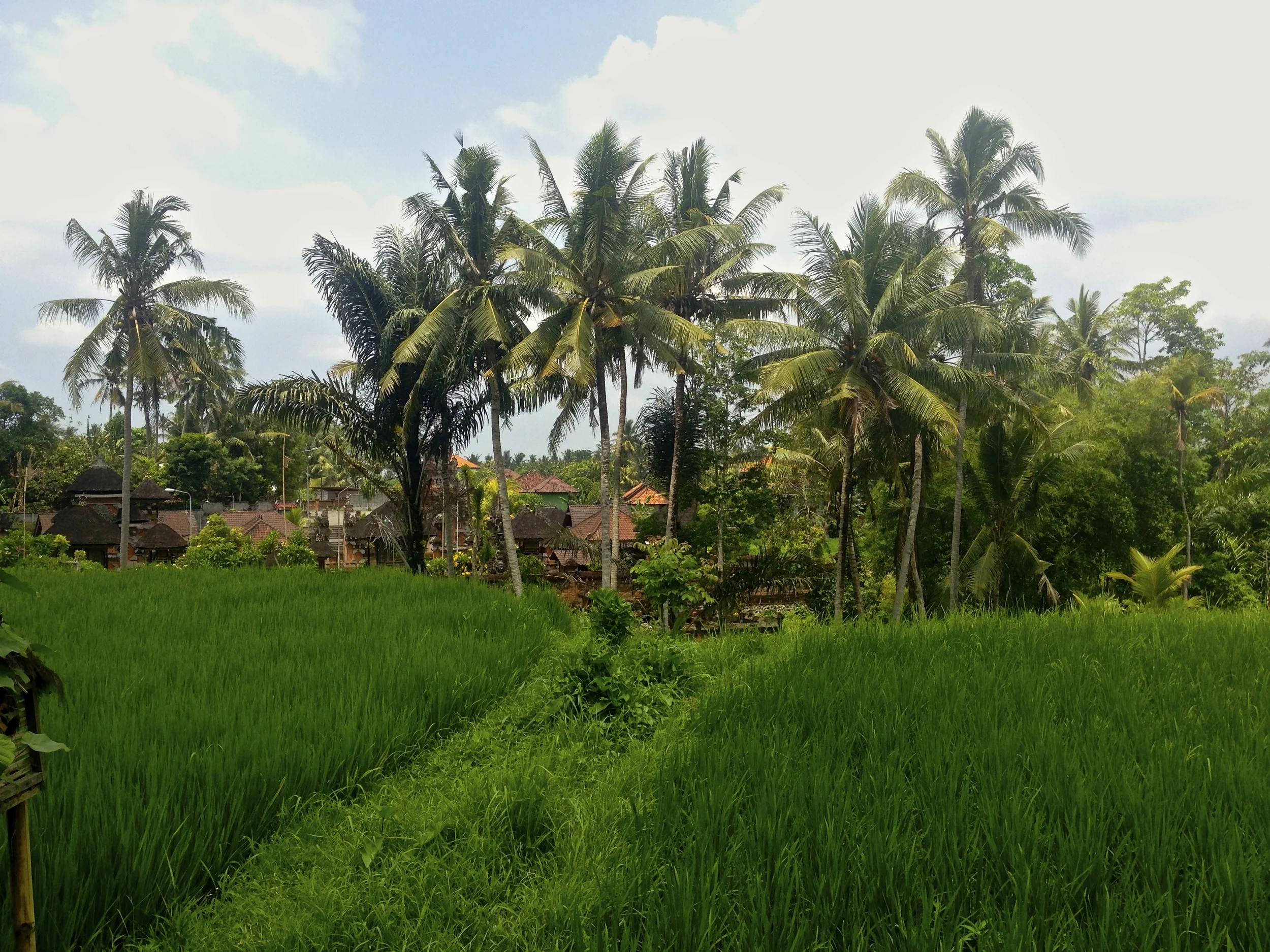 Traveling to Bali? A few things you might want to know...