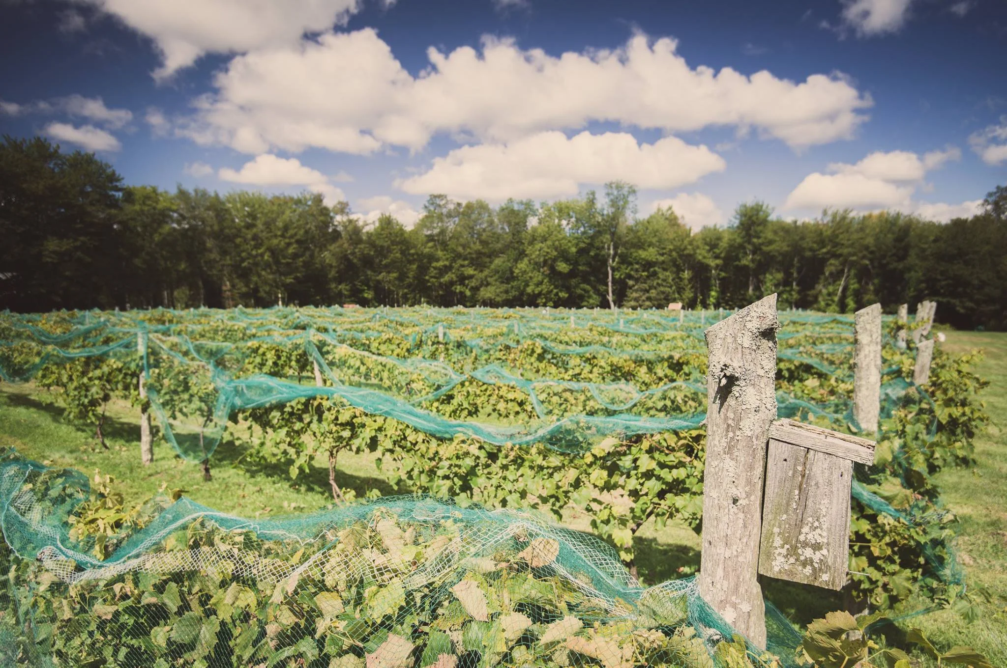 Photo Courtesy of Fox Farm Brewery