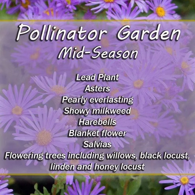 Mid Season Pollinator Plants.jpg