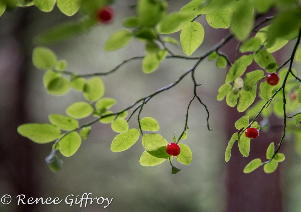 Forrest berries watermark-1.jpg