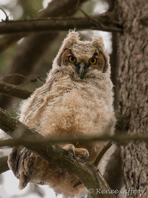 Great Horned Owl baby