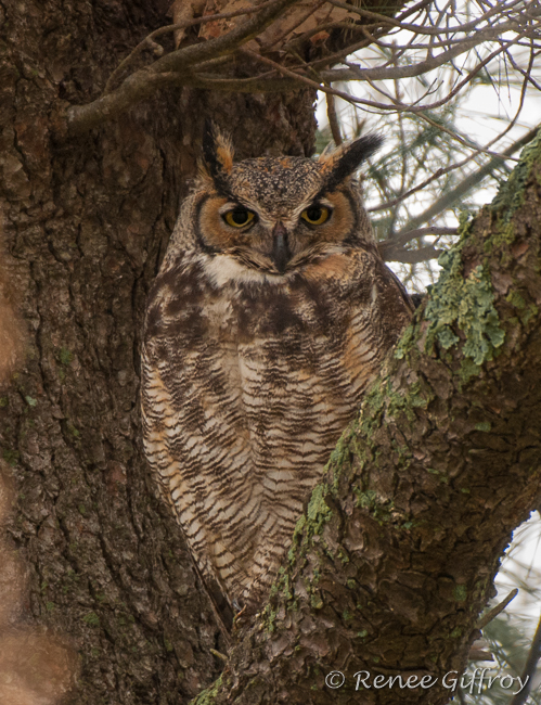 Great Horned Owl mother