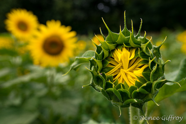Sunflower
