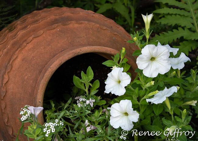 Terracotta bowl with white flowers-1.jpg