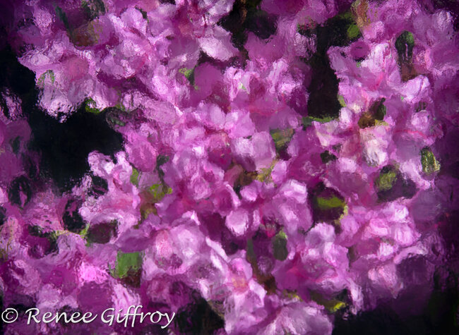 Purple Azelea-1.jpg
