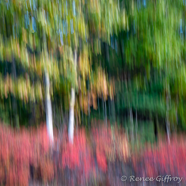 Impressions Acadia birch in Fall-1.jpg