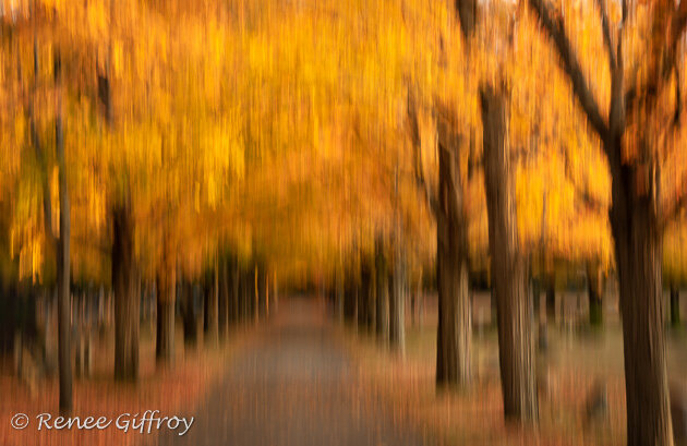 Fall Color Rye CEmetary ICM for web-1.jpg