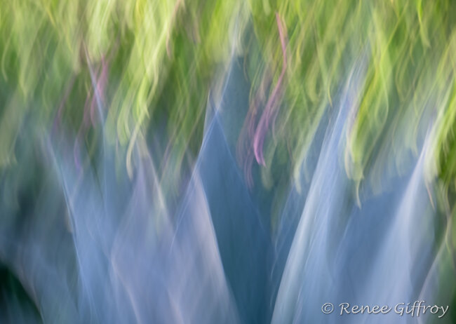 OOC ICM Succulent and grass 9.8 x 13.8 for web-1-2.jpg