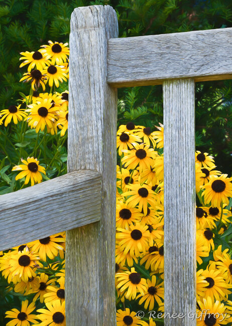 OOC Bench with Sunflowers 9.8 x 13.8 for web-1.jpg