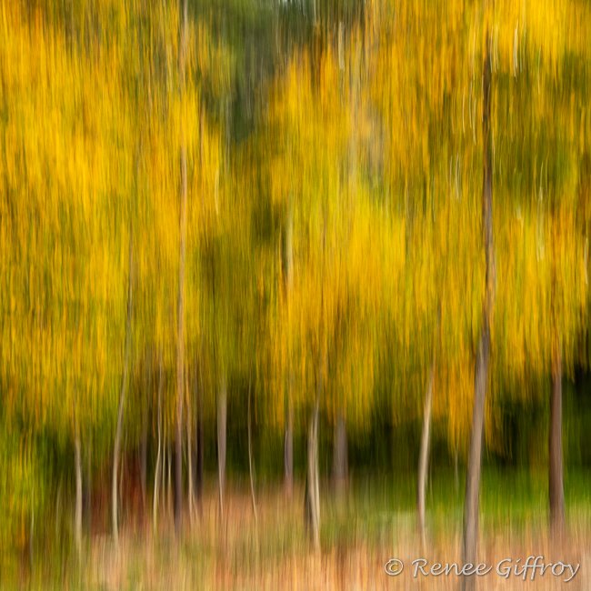 Trees Autumn Impressions in Rye for web.jpg