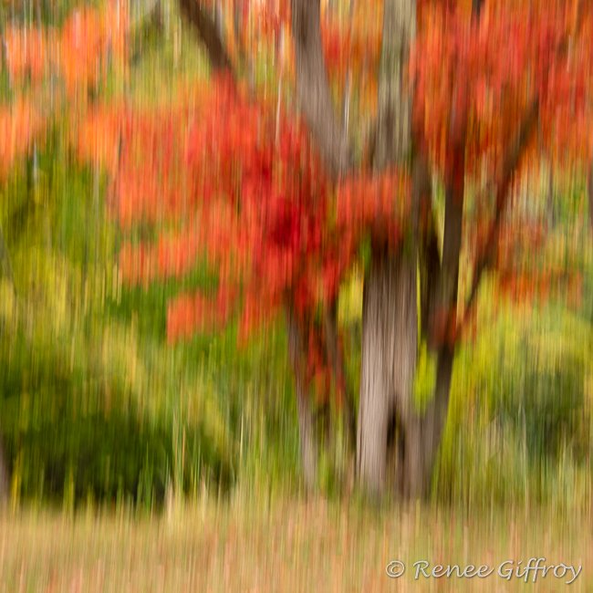 Red tree ICM 1 x 1 for web -1.jpg