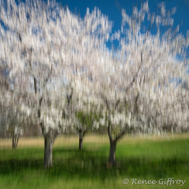 Trees at UFC 1 x 1 for web -1.jpg