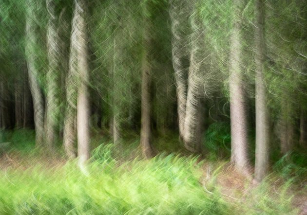 Birch trees Shampers Bluff ICM for web-1.jpg