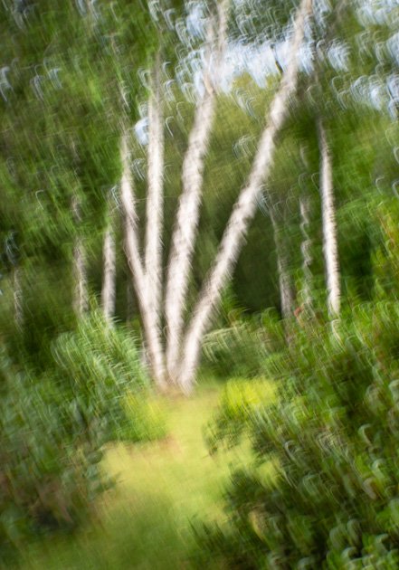 Birch trees Shampers Bluff vertical ICM for web-1.jpg