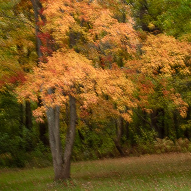 Fall tree square ICM for web-1.jpg