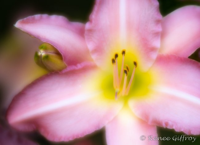Lily pink for web-1.jpg