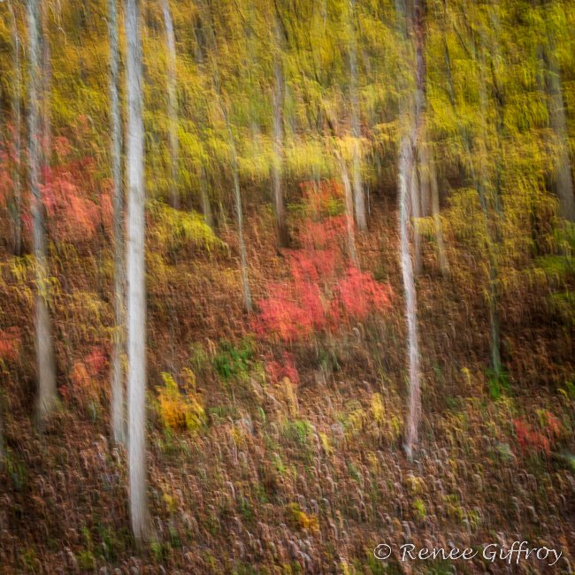 ICM red tree for web-1.jpg