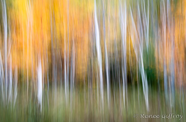 ICM autumn trees from Acadia for web-1.jpg