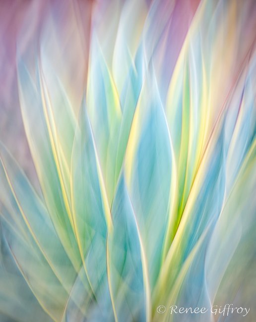 Agave Flame for web-1.jpg