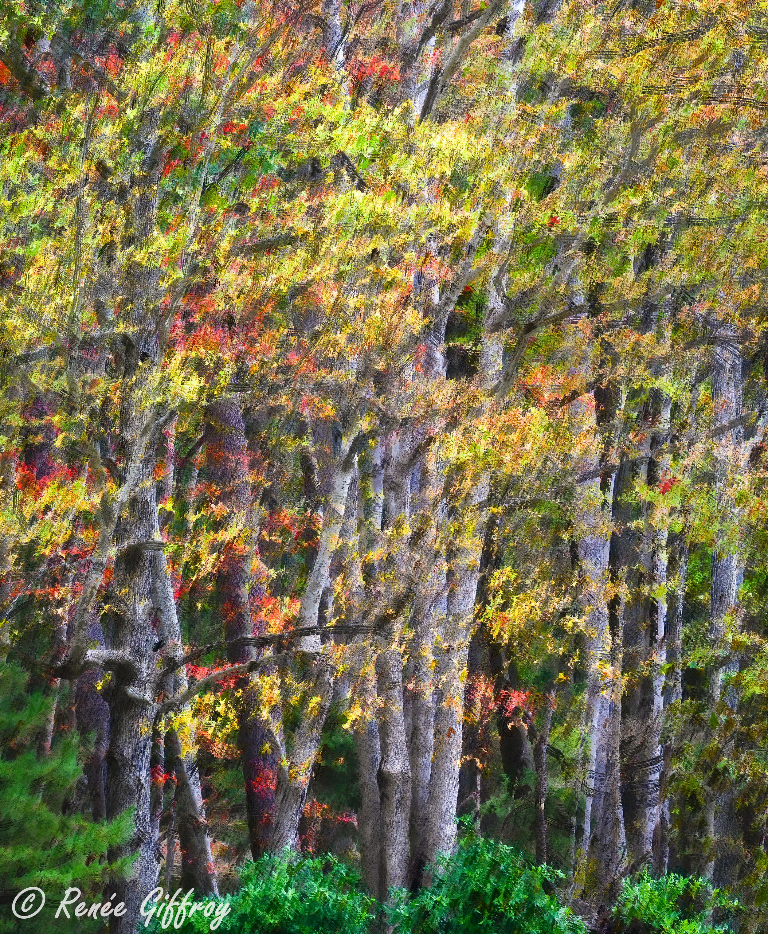 Lunenburg fall trees ME_.jpg
