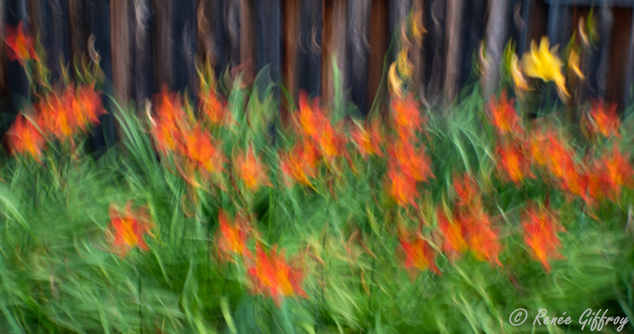 Orange flowers against fence for web.jpg