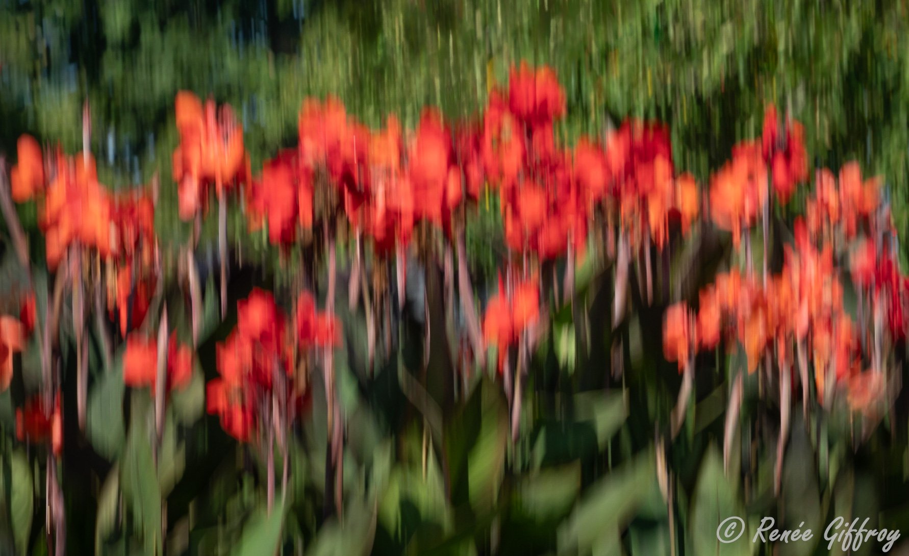 Red ICM flowers for web.jpg