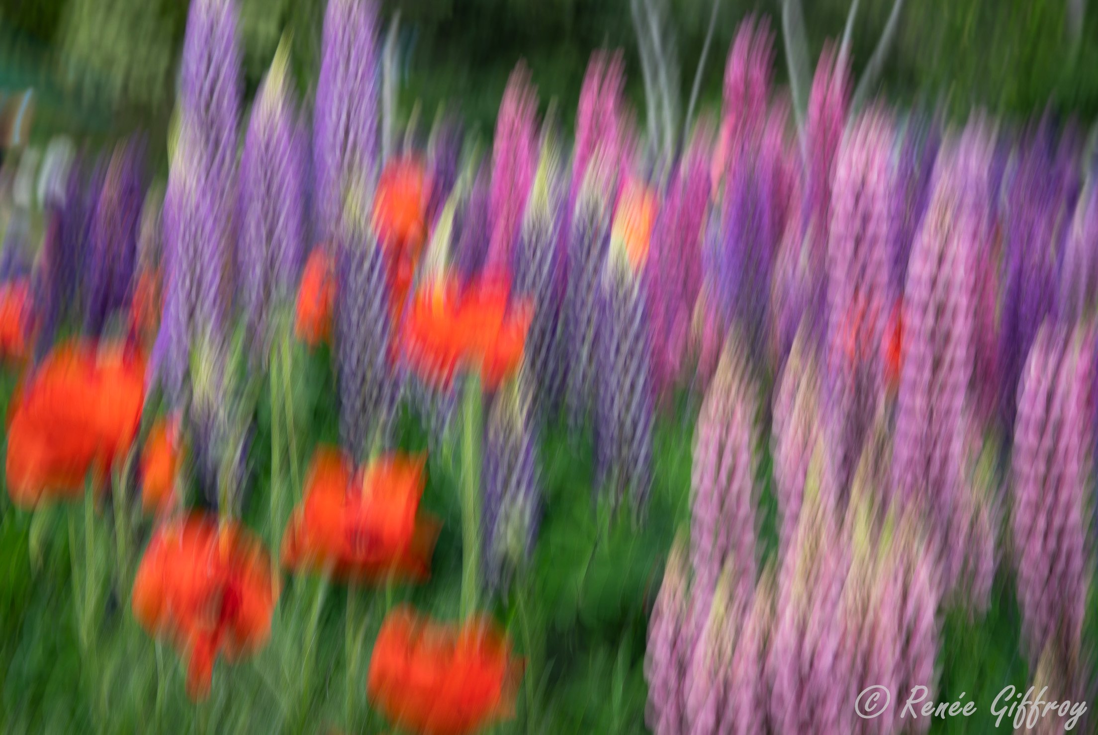 ICM poppies and lupins horizontal for web.jpg