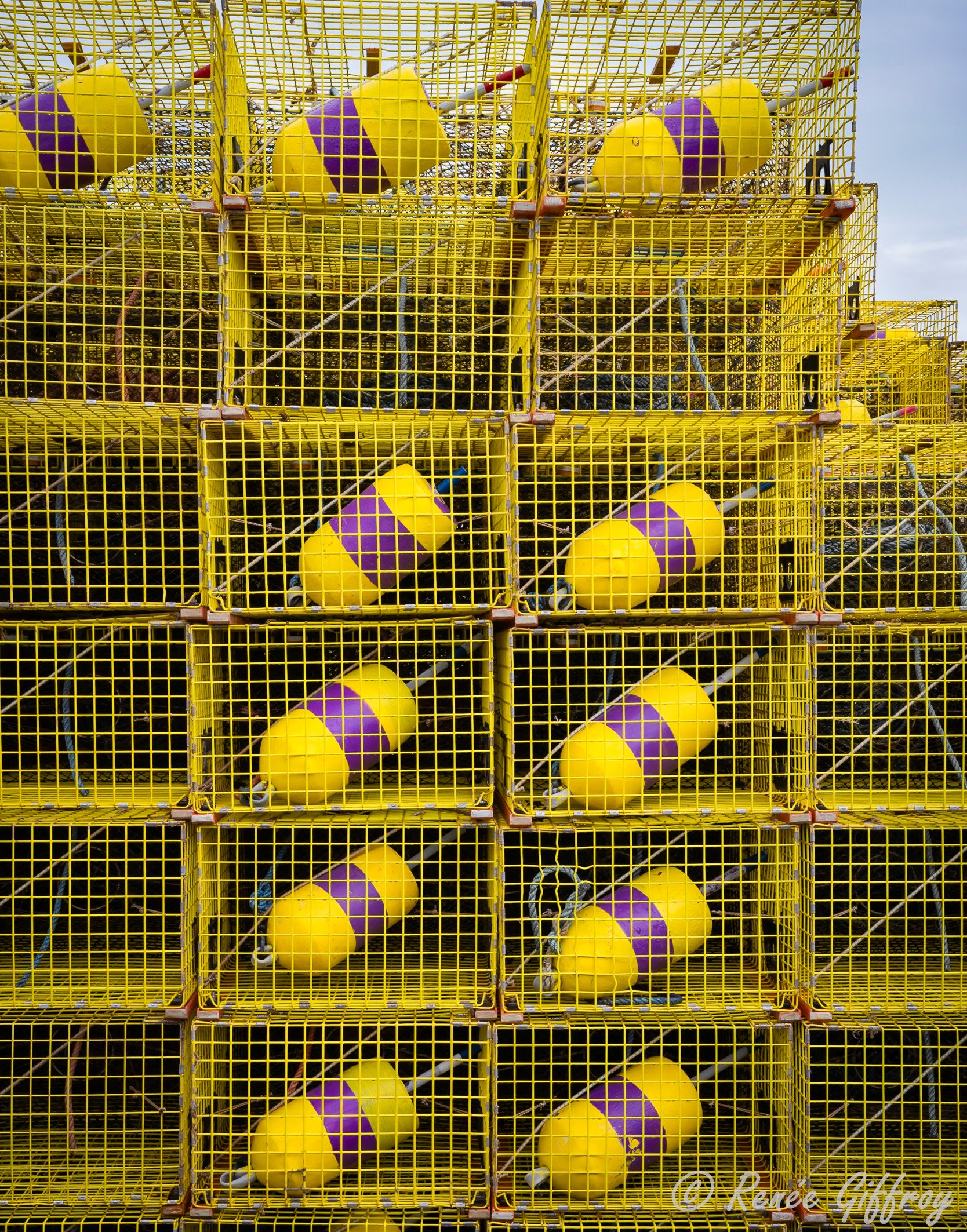 yellow and purple buoys in yellow traps web.jpg