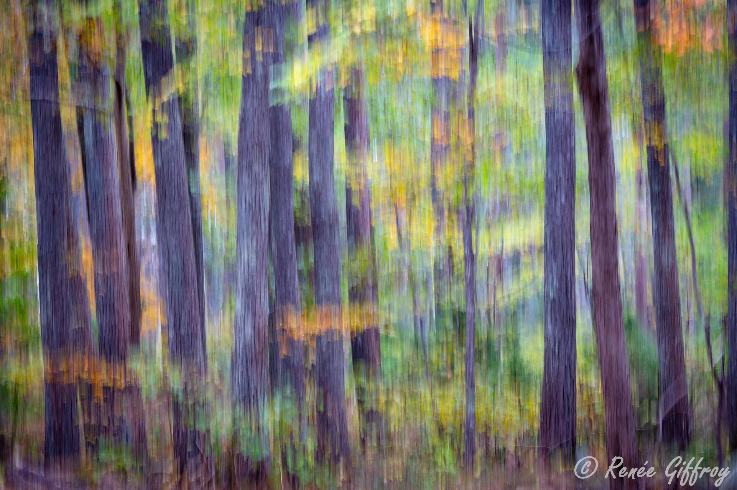 ICM colorful trees for web.jpg