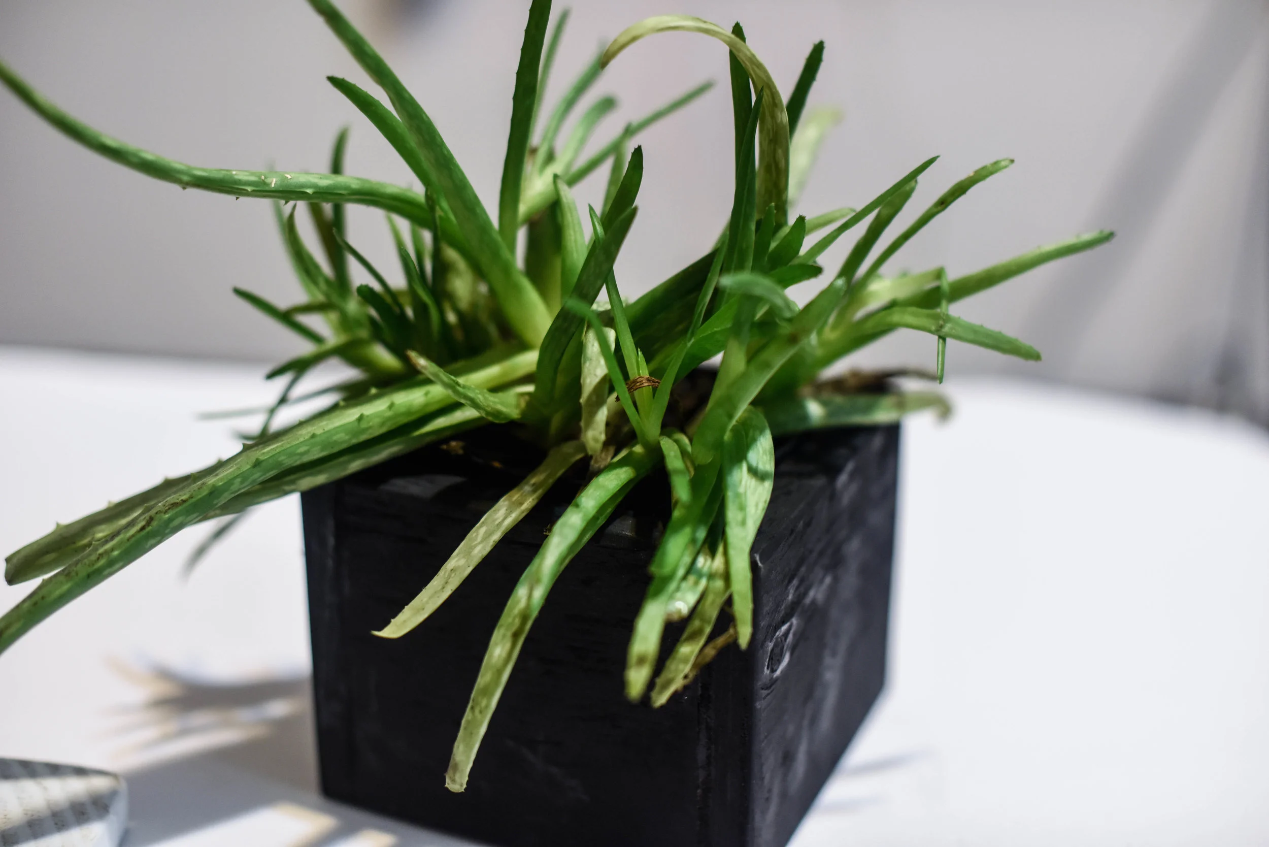 Small Black Planter Box