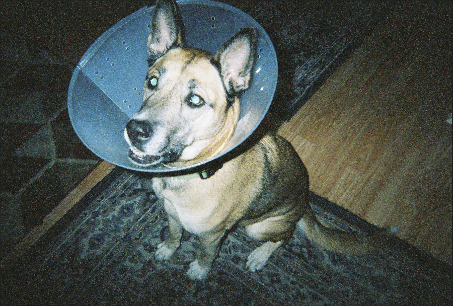 This is my dog Hunny, she lives with Jess and clearly is being neglected hence the cone. (JK Jess you're doing a great job)