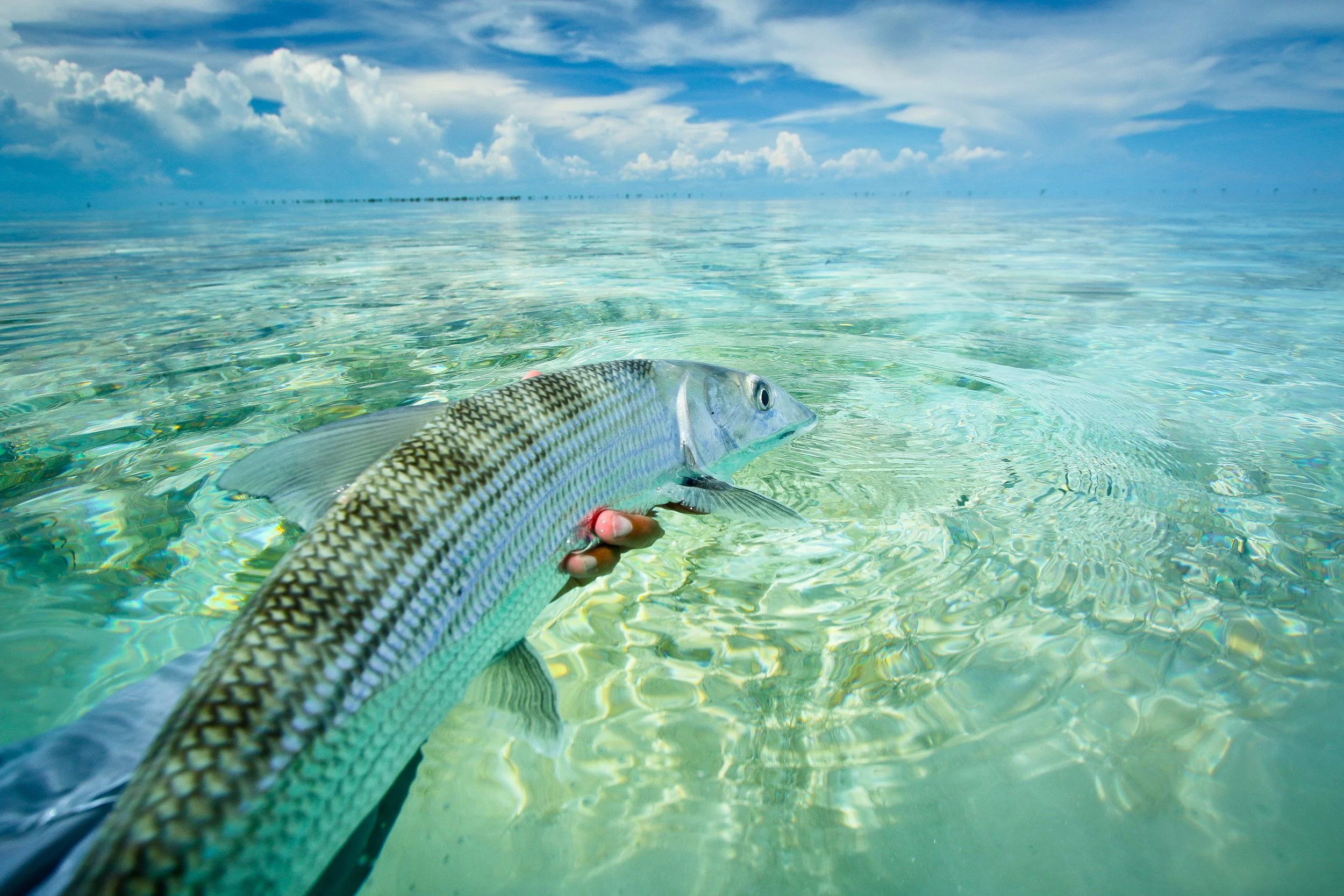 GREAT OPPORUNITY-CAYO LARGO