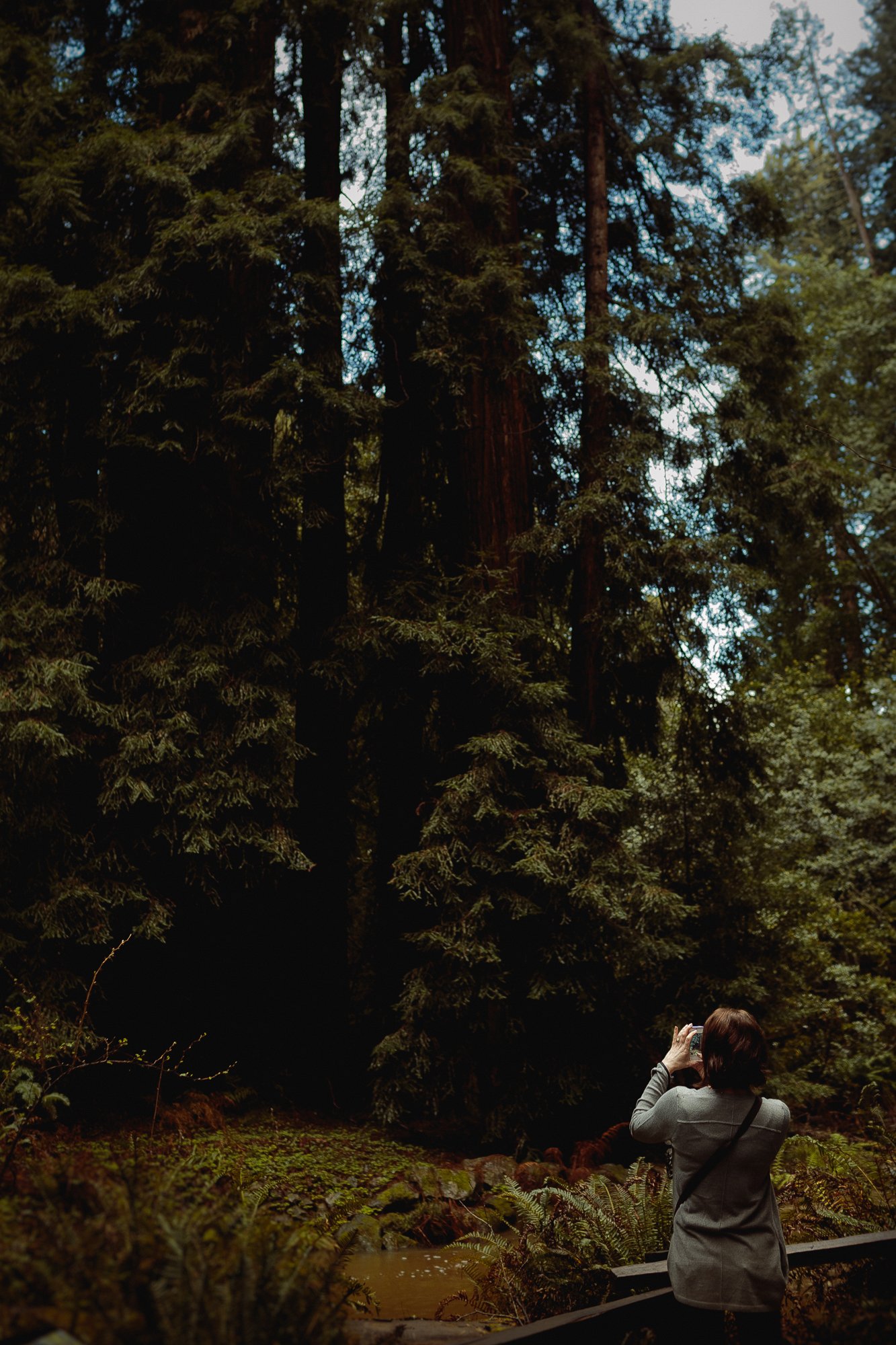 redwood forest preserve by alex lopez.jpg