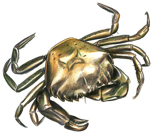 carcinusmed_kl.jpg