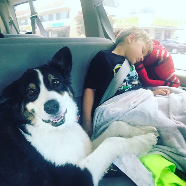 And then sometime it's time for a nap- cuddling with your #bff doesn't hurt... #henry #australianshepherd #aussie #love #dogs #WearThemOut #outsideisfree #californiaboy