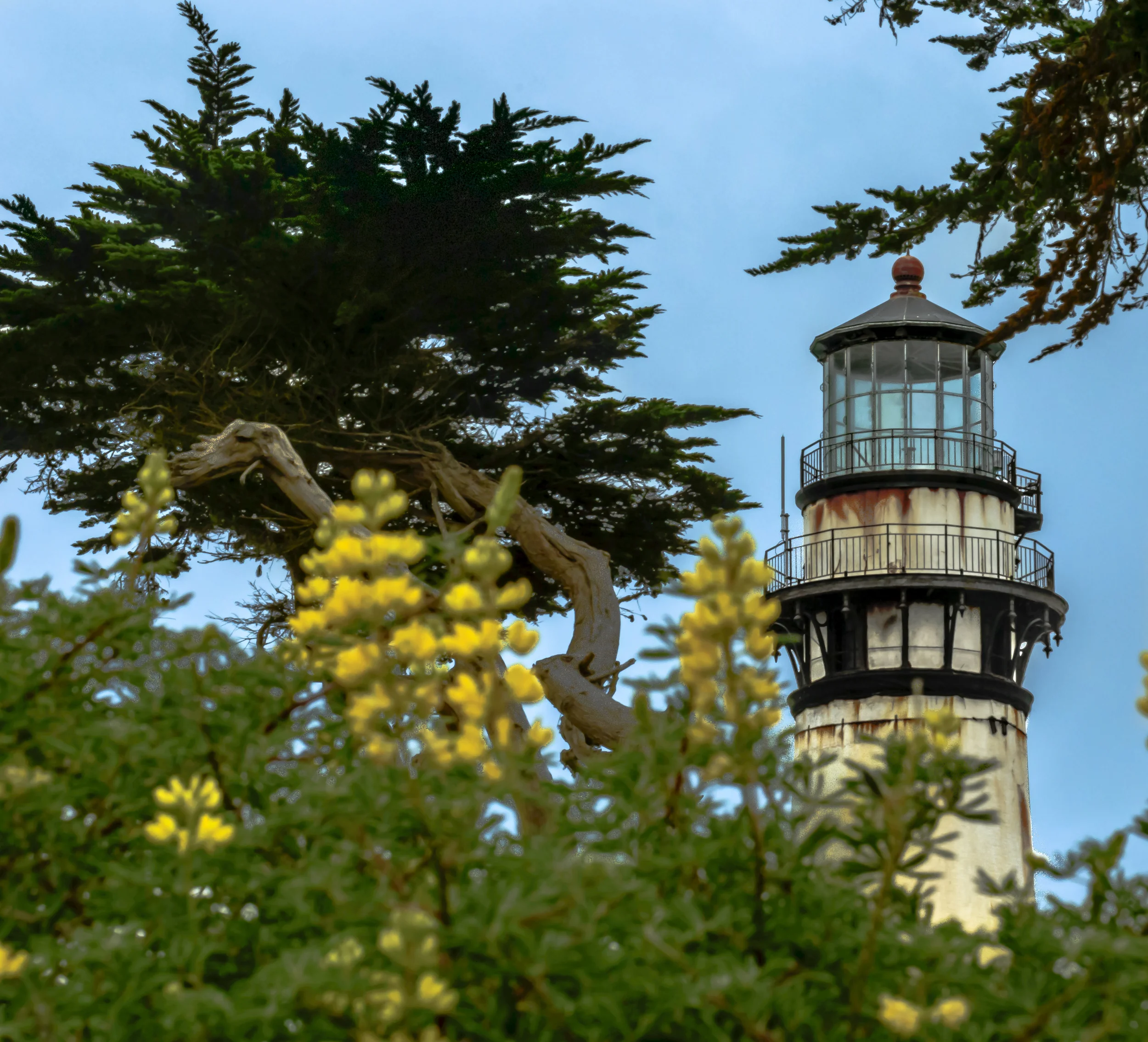 Pigeon Point-3 - Copy.jpg